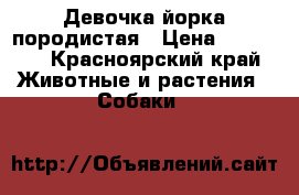 Девочка йорка породистая › Цена ­ 16 000 - Красноярский край Животные и растения » Собаки   